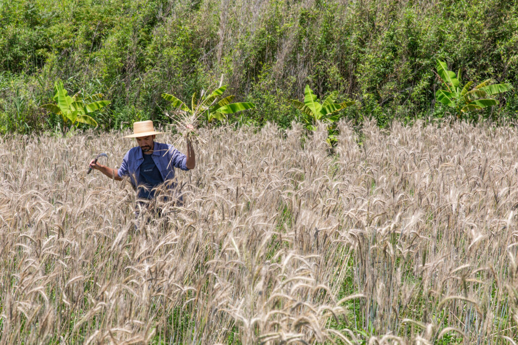畑の中で収穫作業を行うAMBESSA & CO代表・君島悠矢さん