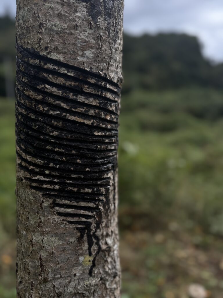 Close-up of an urushi tree trunk marked by lacquer tapping
