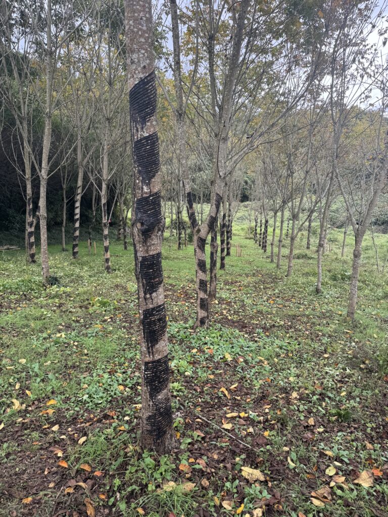 Urushi trees with traces of lacquer tapping in a grove