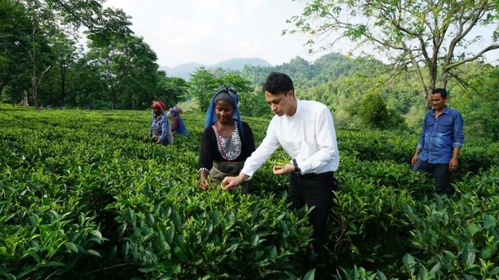 茶畑で茶葉を確認する大久保玲夫奈さん
